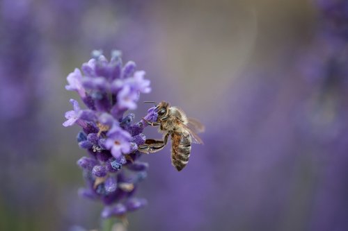 bee  insect  lavender