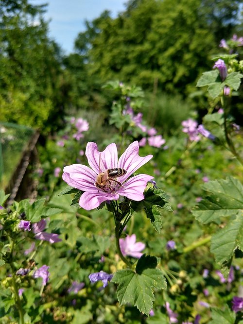 bee  flower  violet