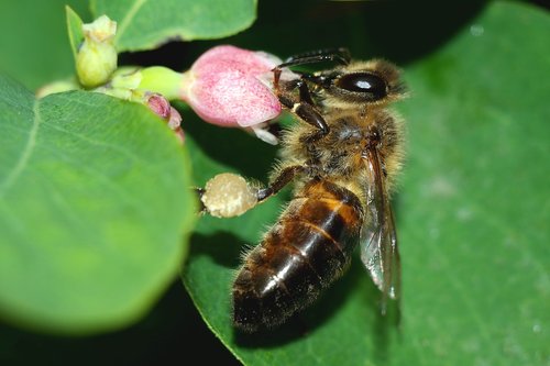 bee  insect  pollination