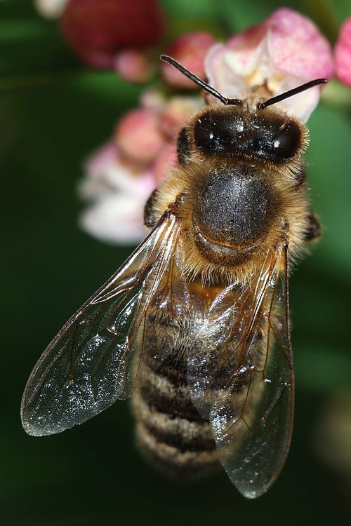 bee  insect  macro