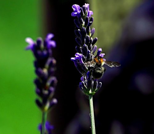 bee  lavender  garden