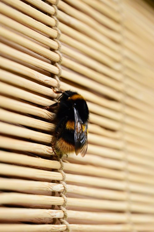 bee  bumblebee  pollinator