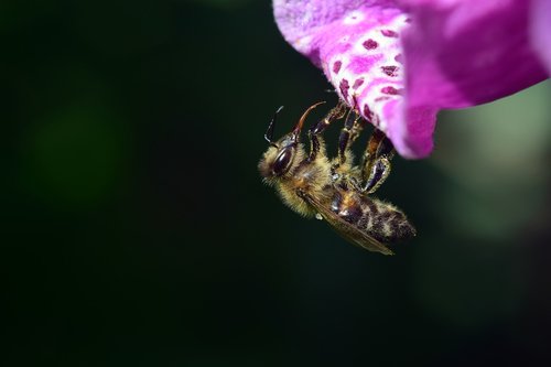 bee  digitalis  thimble