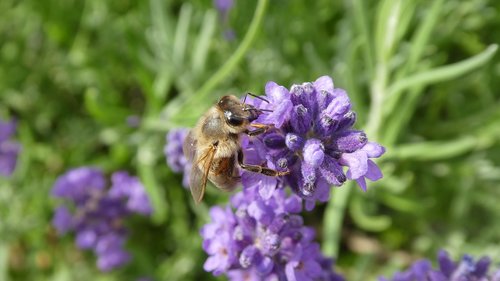 bee  insect  lavender