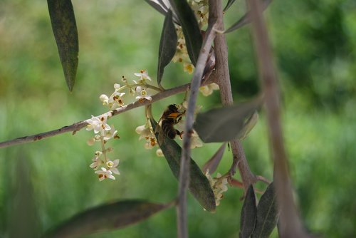 bee  honey bee  olive tree