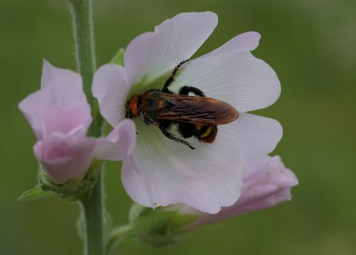 bee  wasp  great