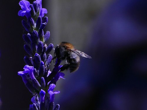 bee  lavender  insects