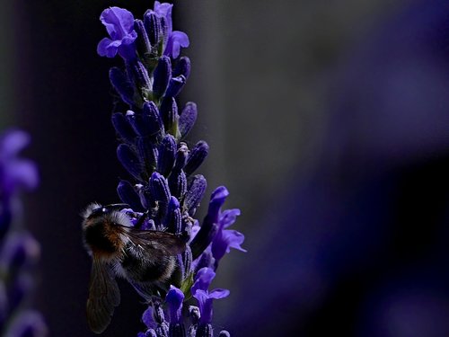 bee  lavender  insects