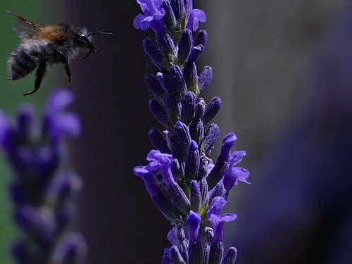 bee  lavender  flower