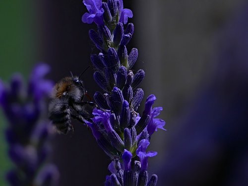 bee  lavender  insects