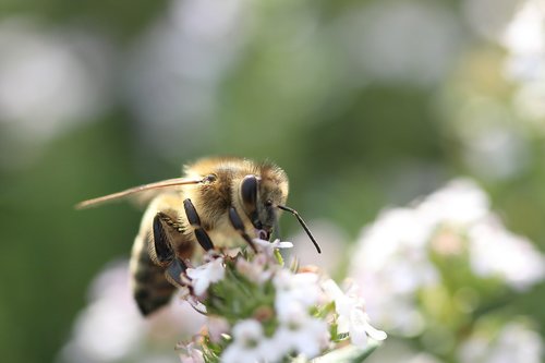 bee  flowers  macro