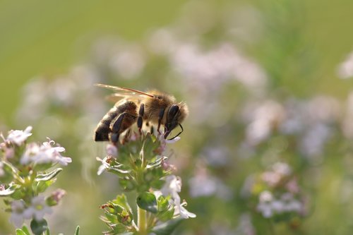 bee  flowers  macro