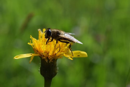 bee  insect  honey bee