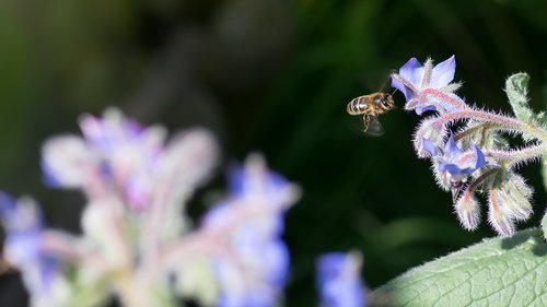 bee  borage  bees