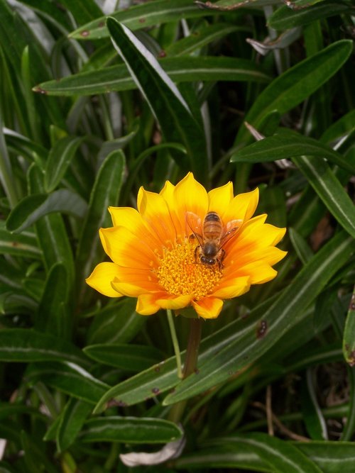 bee  flower  orange