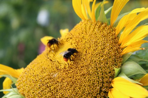 bee  sunflower  flower
