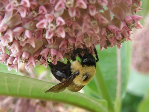 bee  pink  flower