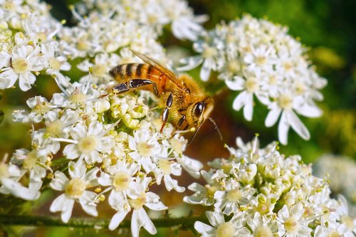 bee  insect  animal