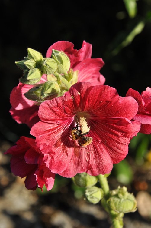 bee  forage  flower