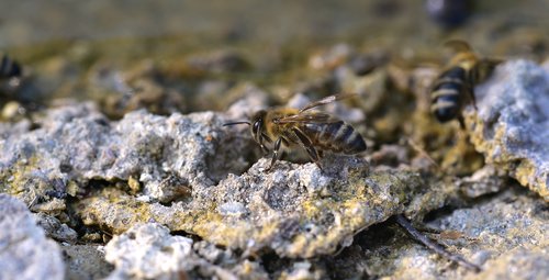 bee  stone  crawl