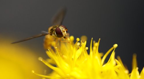 bee  nature  yellow