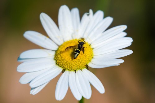 bee  flower  daisy