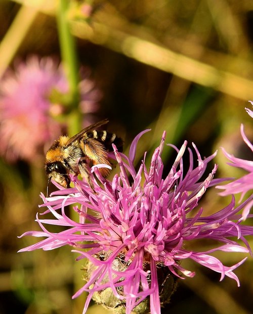 bee  pollination  insect