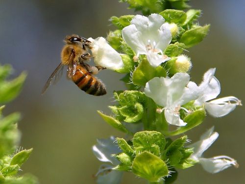 bee blossom bloom