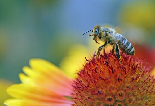 bee  flower  pollen