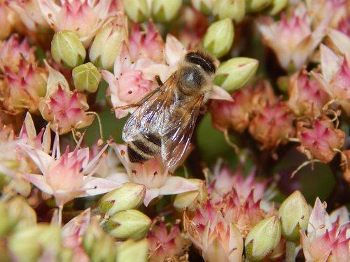 bee  insect  flower