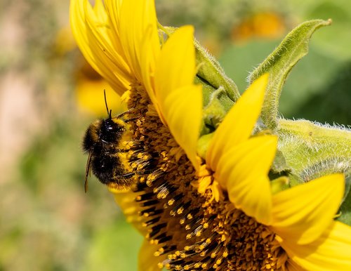 bee  sunflower  insect