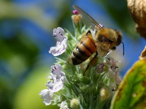 bee blossom bloom