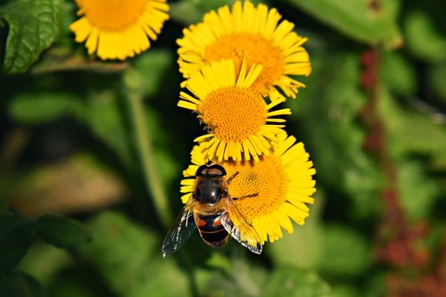 bee  insect  animal