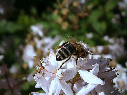 bee bees honey bee