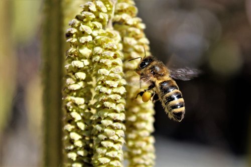 bee  flying  blossom