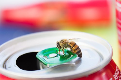 bee  insect  juice
