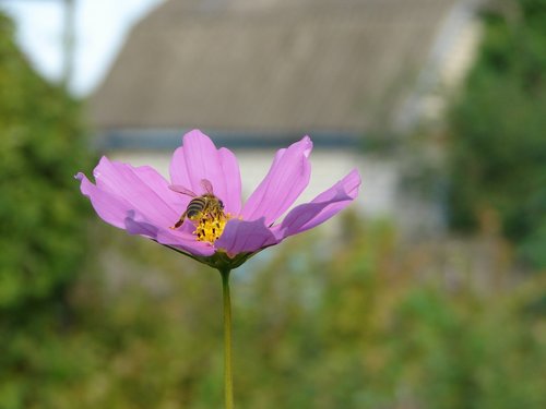 bee  flower  summer