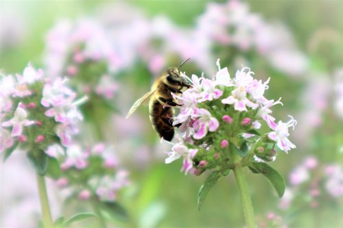 bee  garden  flower