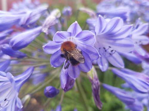 bee  honeybee  flower