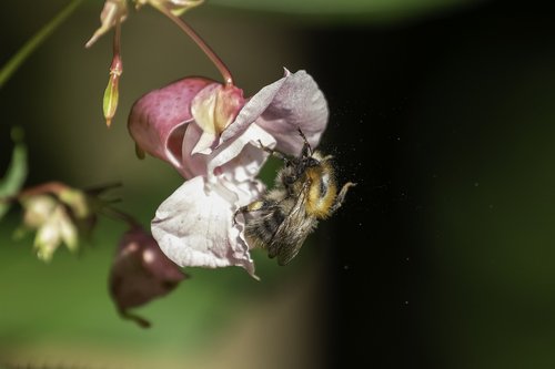 bee  balsam  pollen
