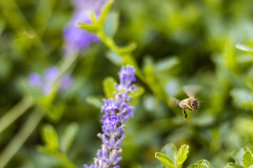 bee  forage  flower