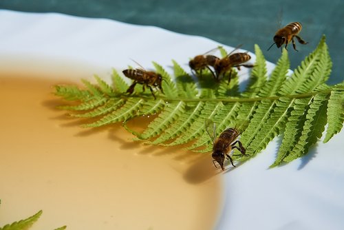 bee  honey  feeding