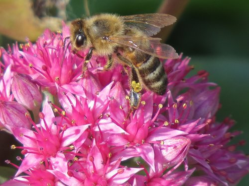 bee  flower  pollination
