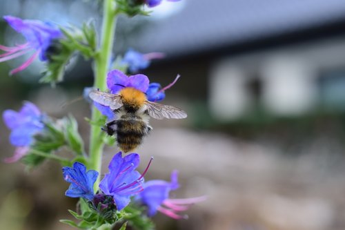 bee  flower  macro