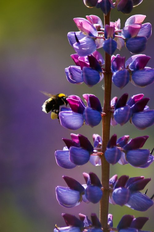 bee  flower  purpil