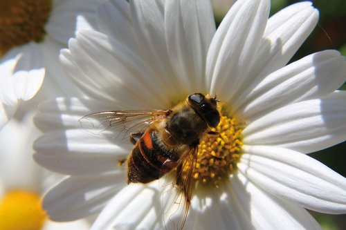 bee  flower  close up