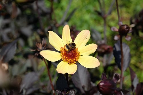 bee  flower  bud
