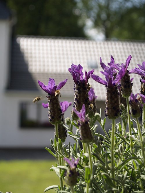 bee  in flight  lavender