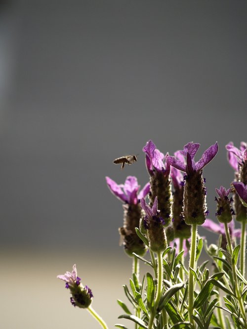 bee  in flight  lavender