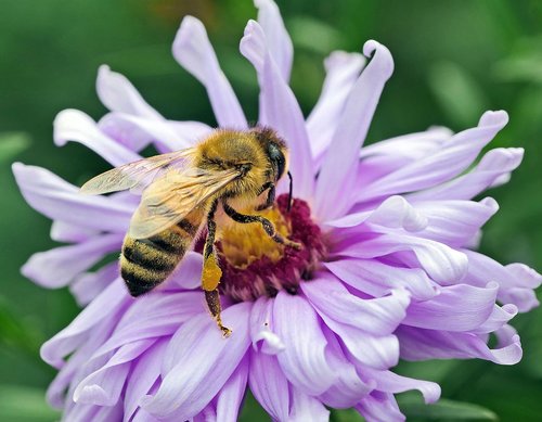 bee  honey bee  nectar